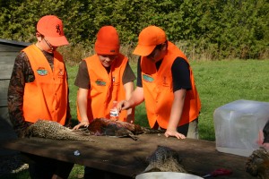 Field dressing a pheasant